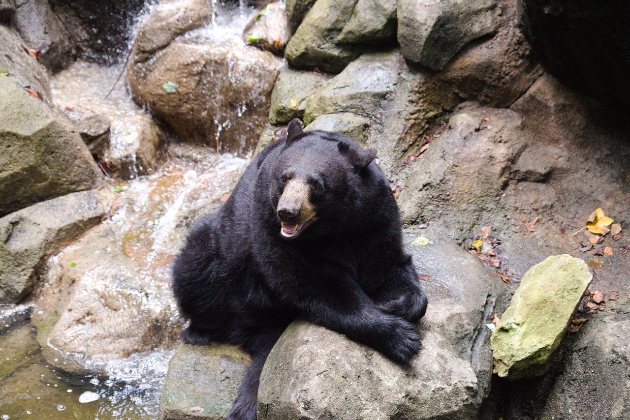 The Science Behind Big Black Bears: What Makes a Giant?