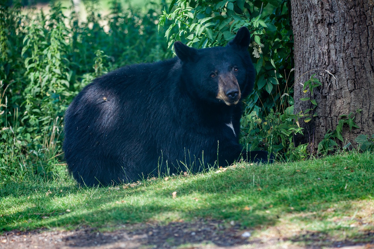 Understanding Black Bear Behavior: What to Expect on Your Hunt