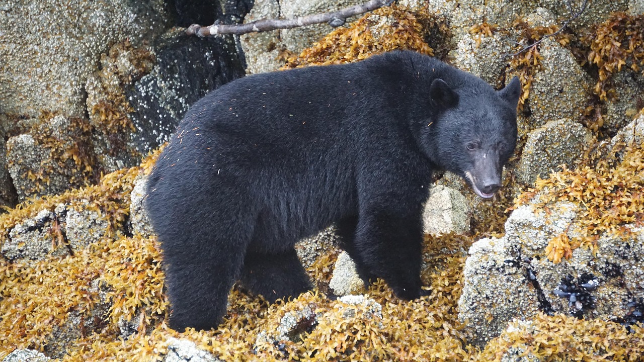 The Ultimate Spring Black Bear Hunting Experience in Northwestern BC