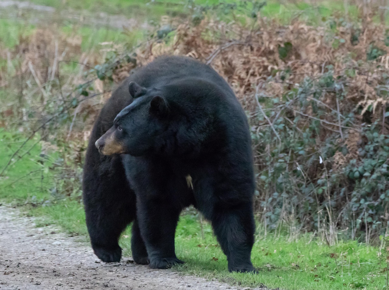 Black Bear Hunting Tactics: How We Track & Spot the Best Bears