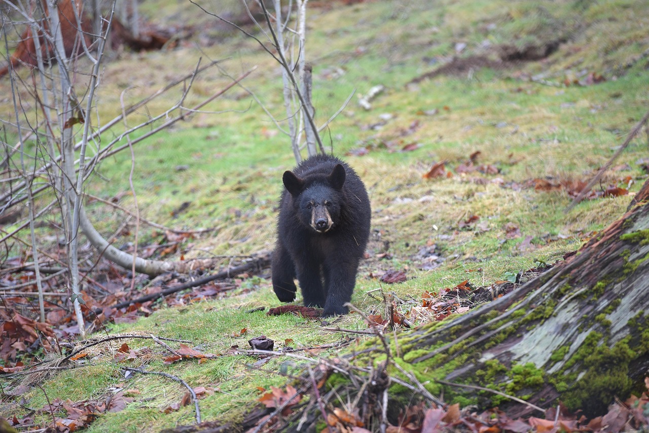 Why Hunt Black Bears in Northwestern BC with Kildala vs. Other Places?