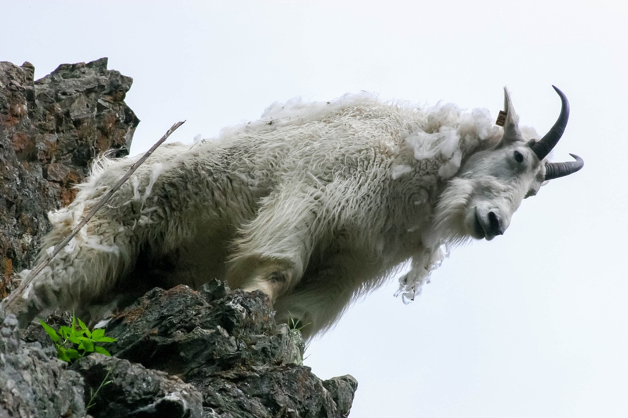 What It Takes to Hunt Mountain Goats: The Physical & Mental Challenge