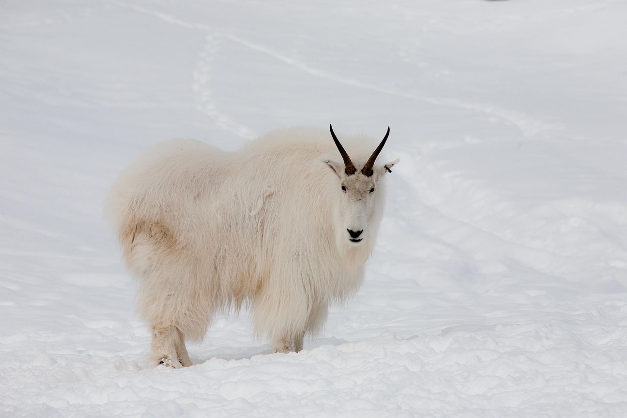 How Weather & Terrain Shape the Success of Your BC Mountain Goat Hunt