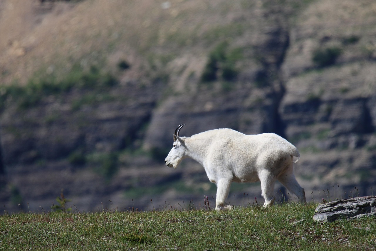 How to Field Judge a Trophy Mountain Goat: What Serious Hunters Look For