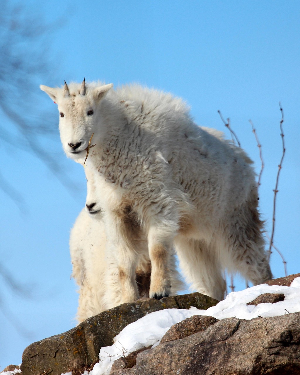 The Ultimate Challenge: Why Mountain Goat Hunting in BC is the Pinnacle of Big Game Adventure
