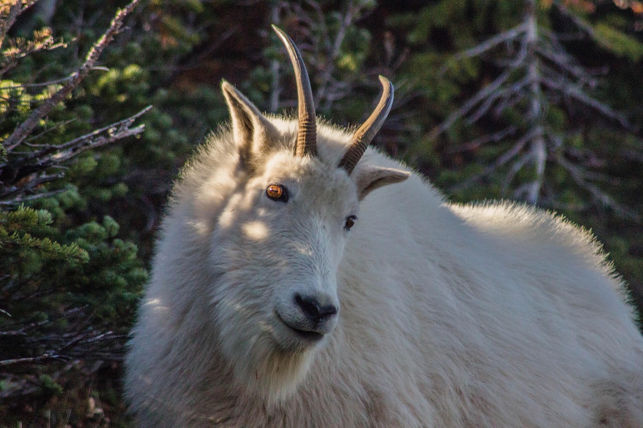 How Hard Is Mountain Goat Hunting? What You Need to Know Before You Book