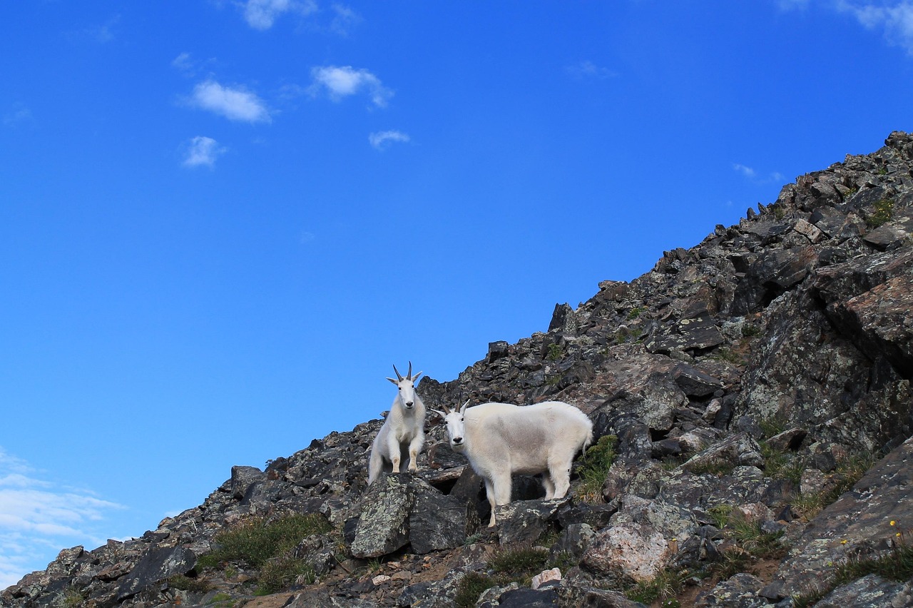 Mountain Goat Hunting Gear: The Essential Kit for High-Altitude Success